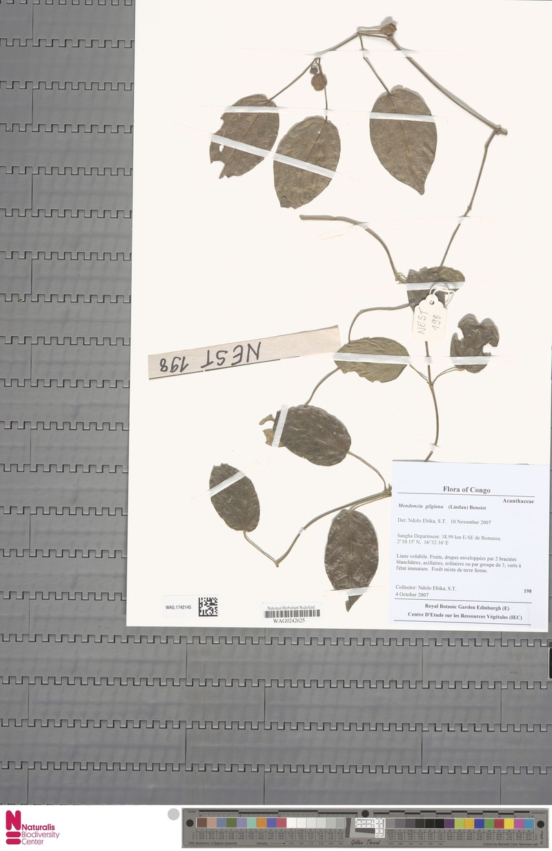 Mendoncia gilgiana subsp. gilgiana photo 2