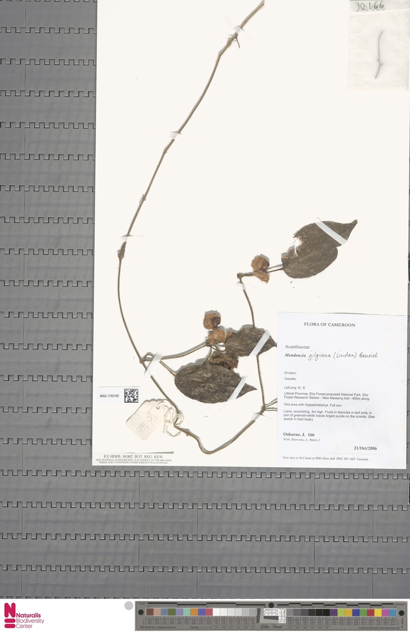 Mendoncia gilgiana subsp. gilgiana photo 3