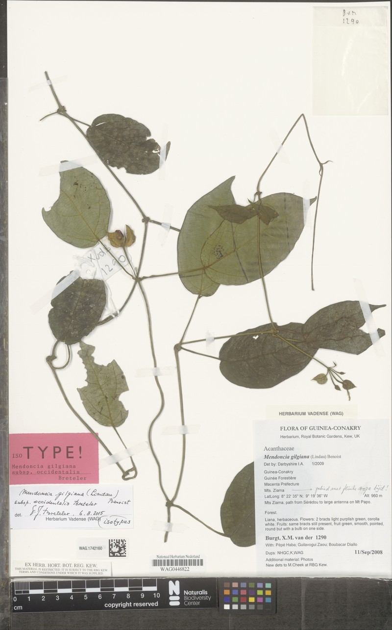 Mendoncia gilgiana subsp. occidentalis