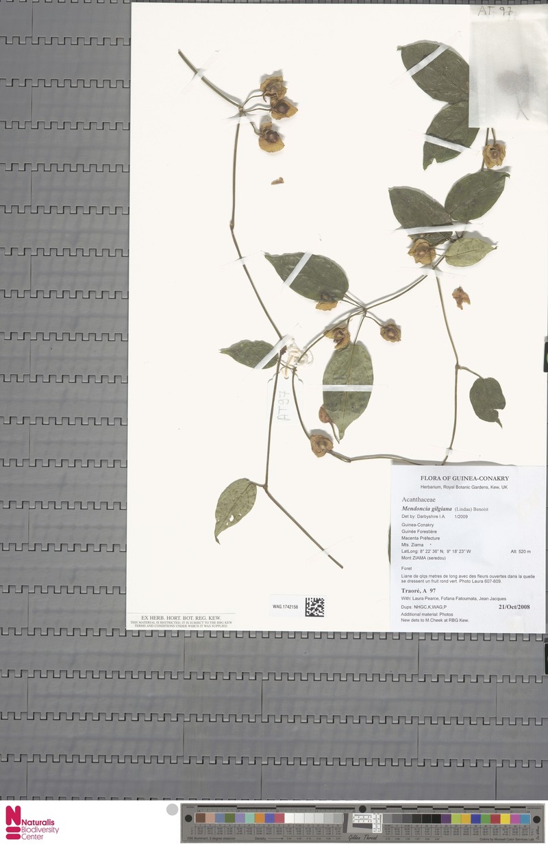 Mendoncia gilgiana subsp. occidentalis photo 2