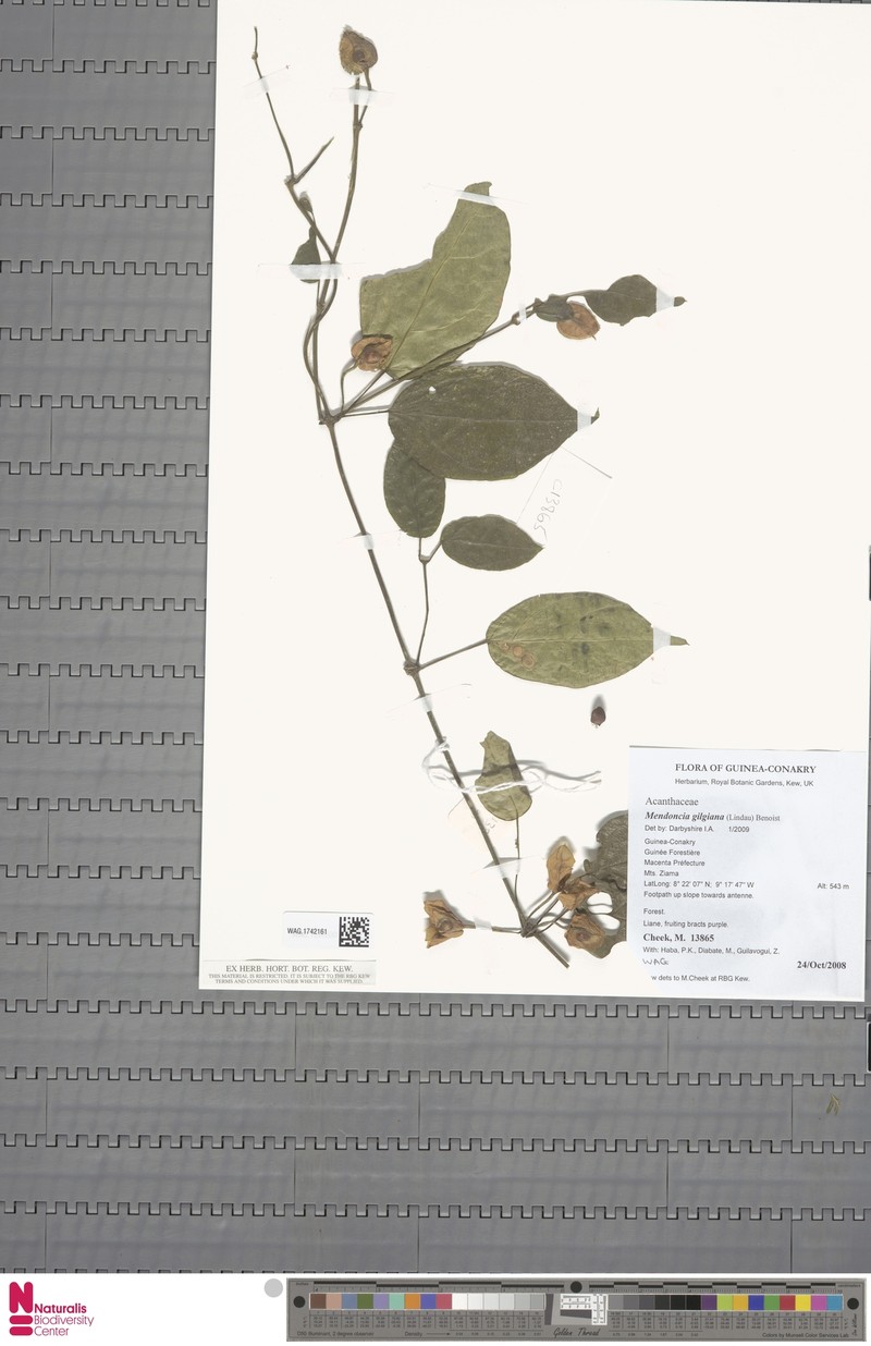 Mendoncia gilgiana subsp. occidentalis photo 3