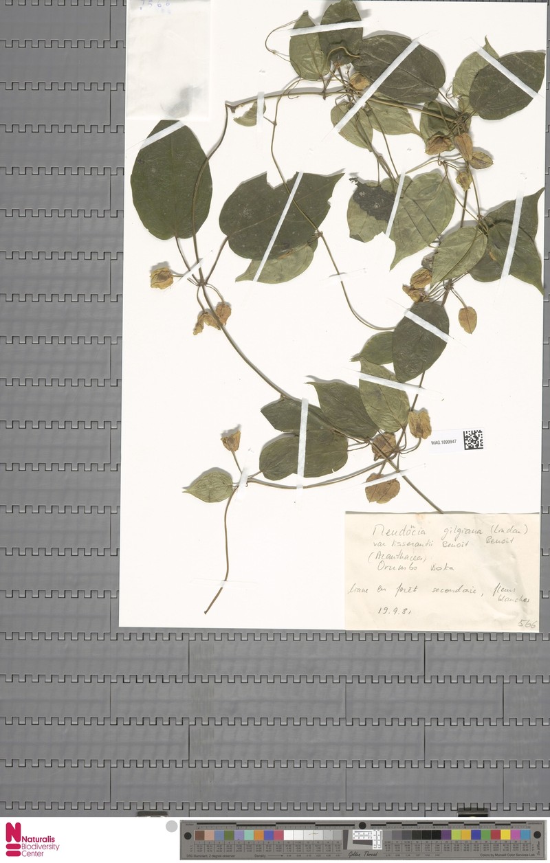 Mendoncia gilgiana subsp. occidentalis photo 4