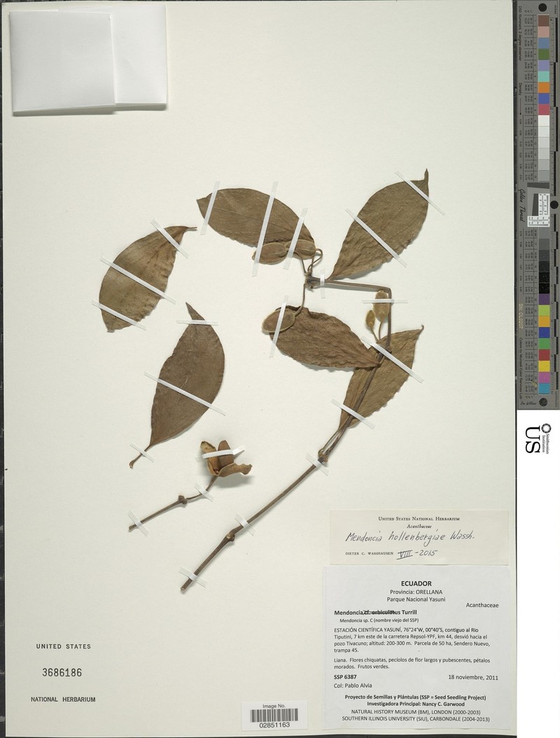 Mendoncia hollenbergiae