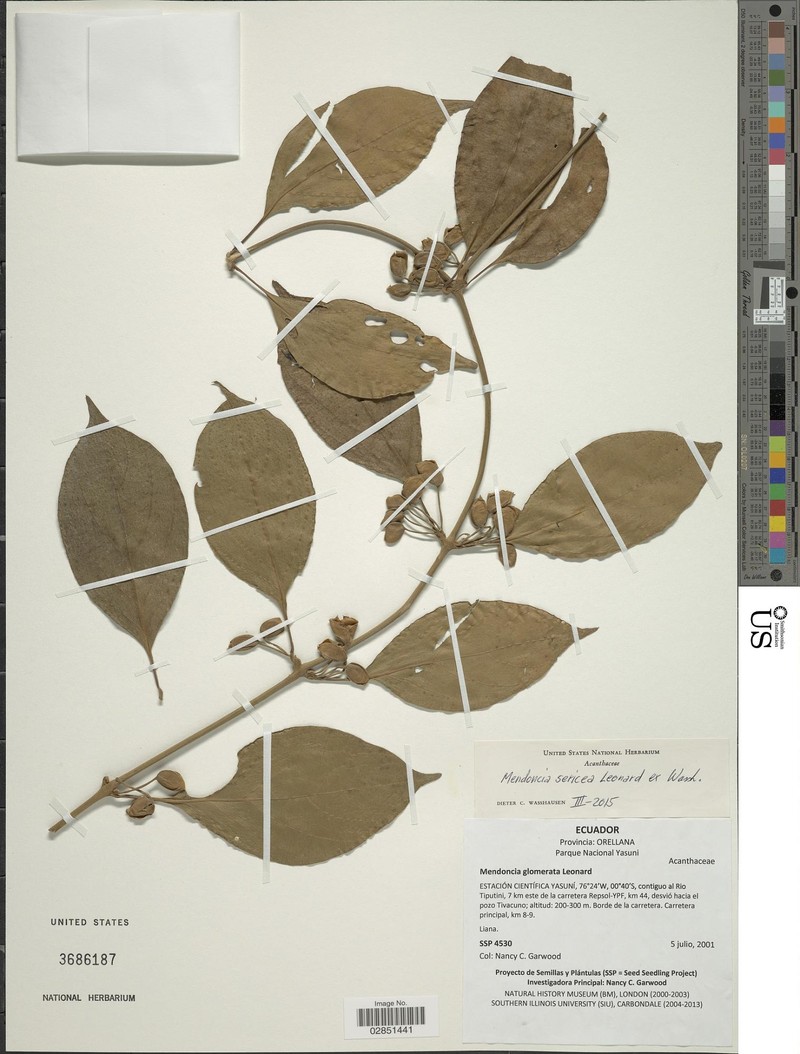 Mendoncia sericea