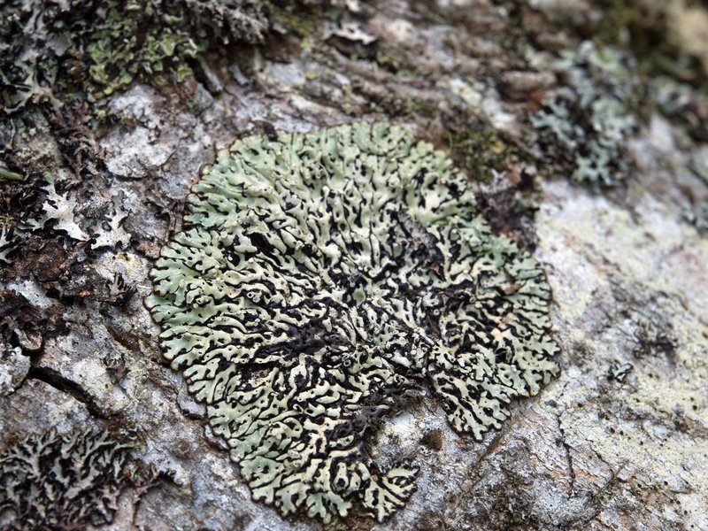Honeycombed Lichen