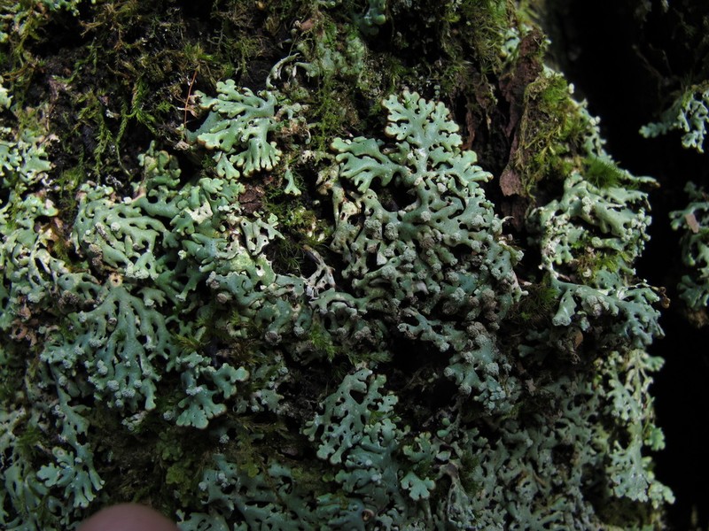 Honeycombed Lichen photo 2