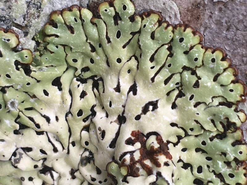 Honeycombed Lichen photo 3