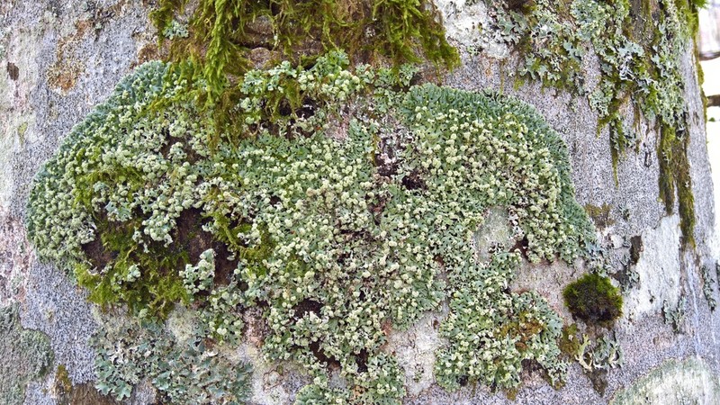 Honeycombed Lichen photo 4
