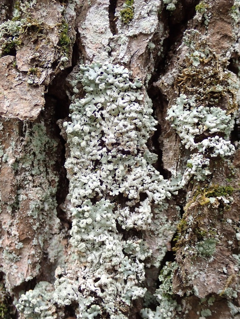 Honeycombed Lichen photo 5