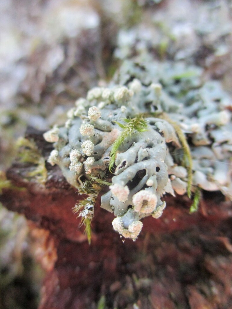Honeycombed Lichen photo 6