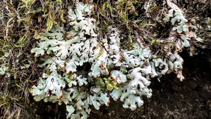 Honeycombed Lichen photo 7