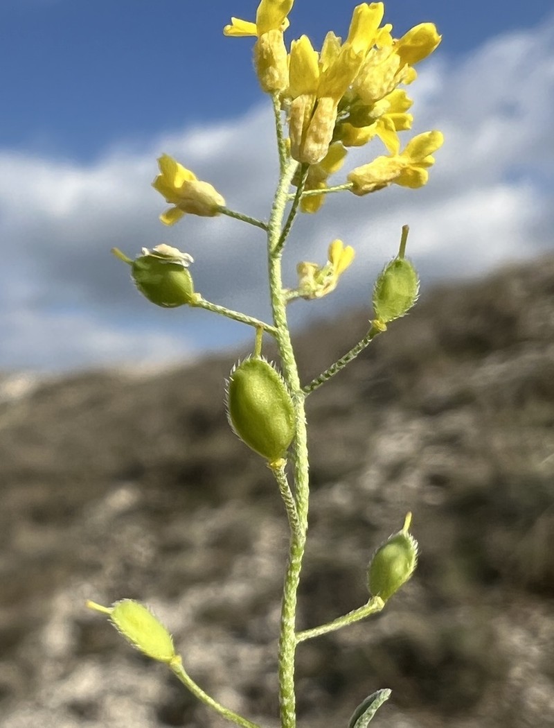 Meniocus blepharocarpus