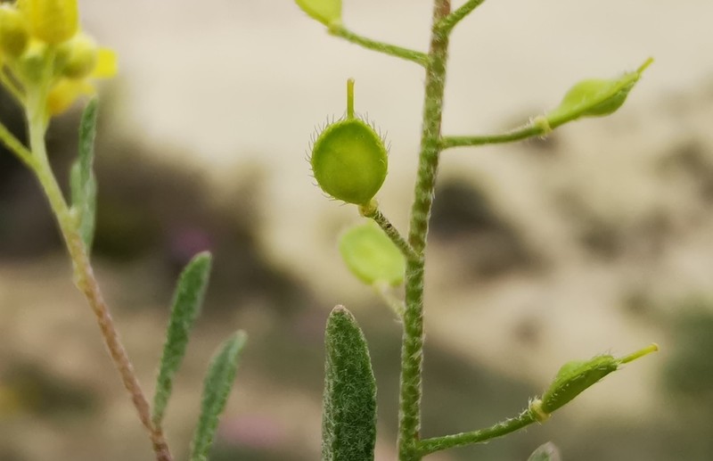 Meniocus blepharocarpus photo 2