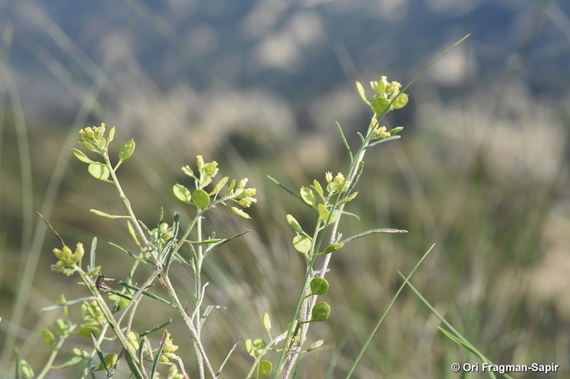 Meniocus meniocoides photo 2