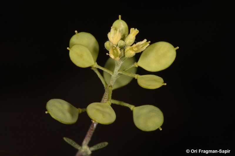 Meniocus meniocoides photo 3