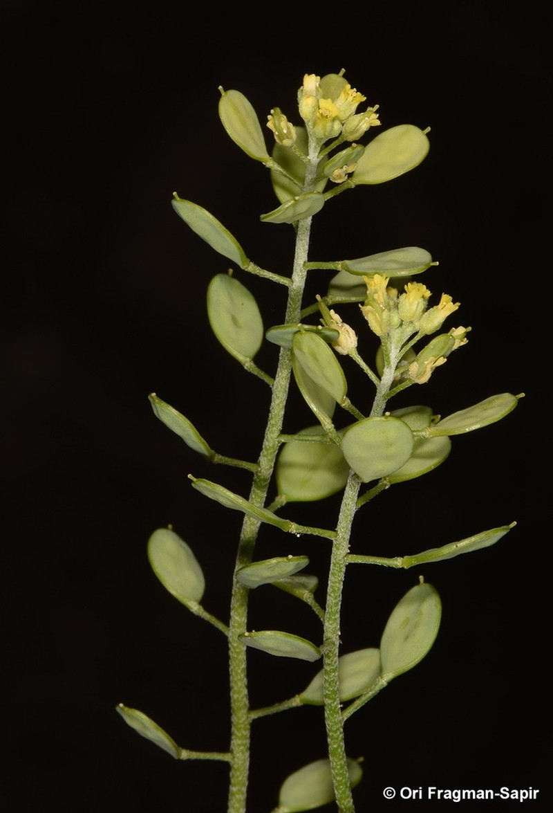 Meniocus meniocoides photo 4