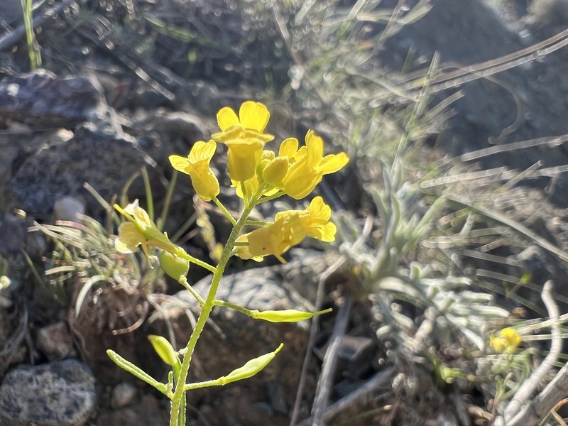Meniocus meniocoides photo 5