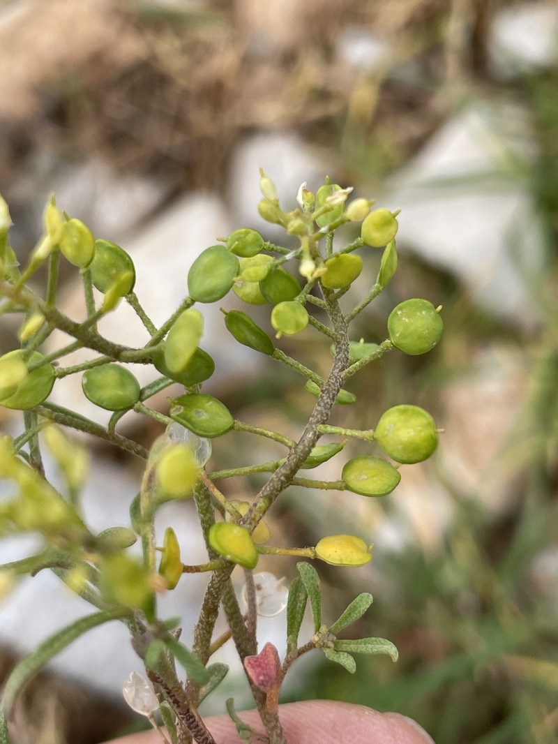 Meniocus meniocoides photo 6