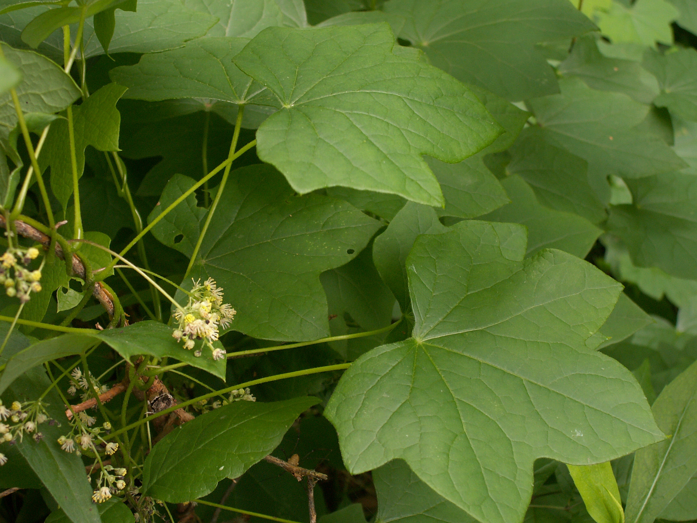 Common Moonseed photo 5
