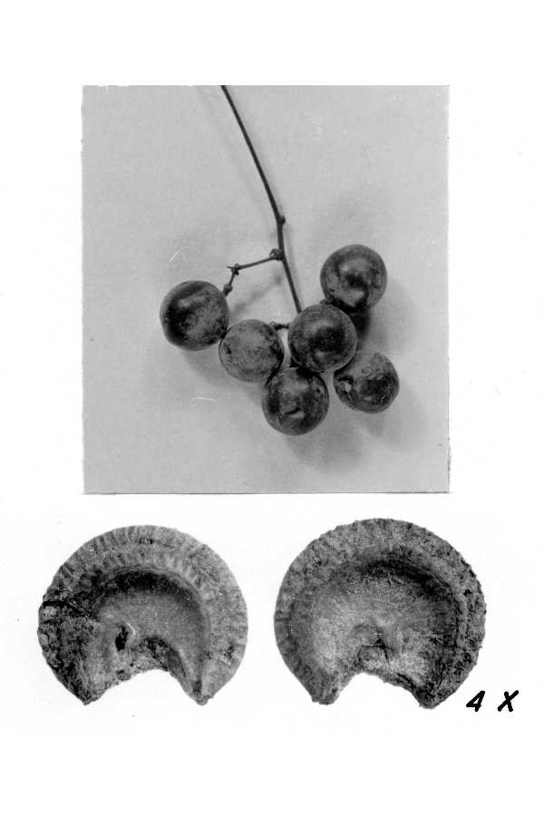 Common Moonseed photo 6