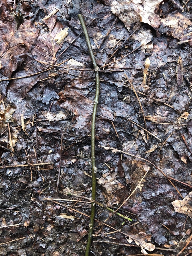 Common Moonseed photo 4
