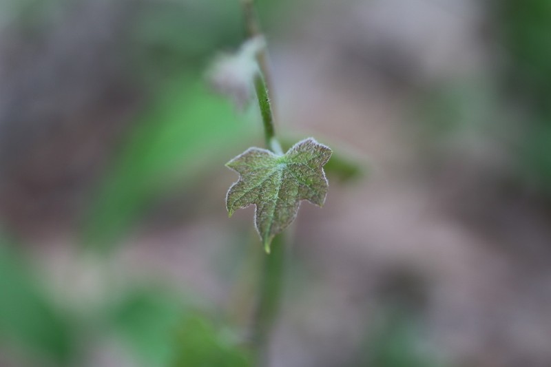Common Moonseed photo 5