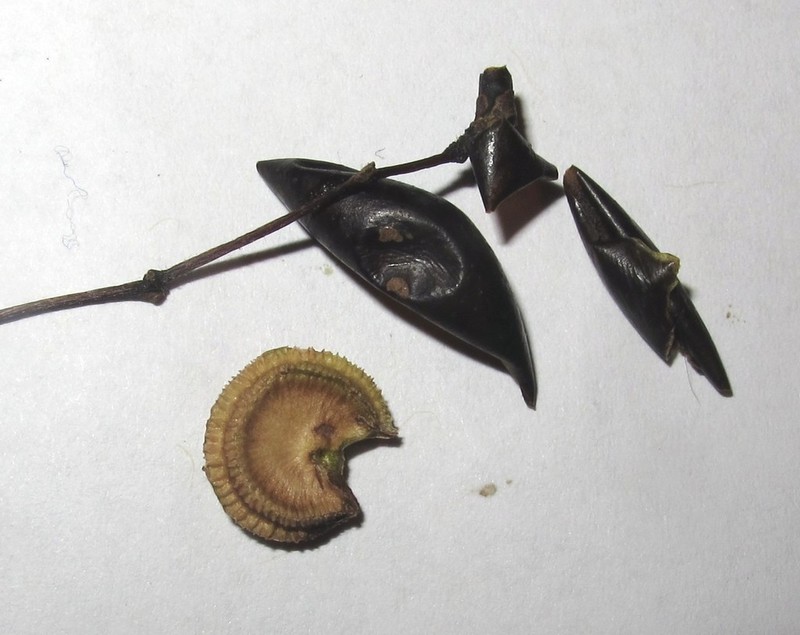 Common Moonseed photo 6