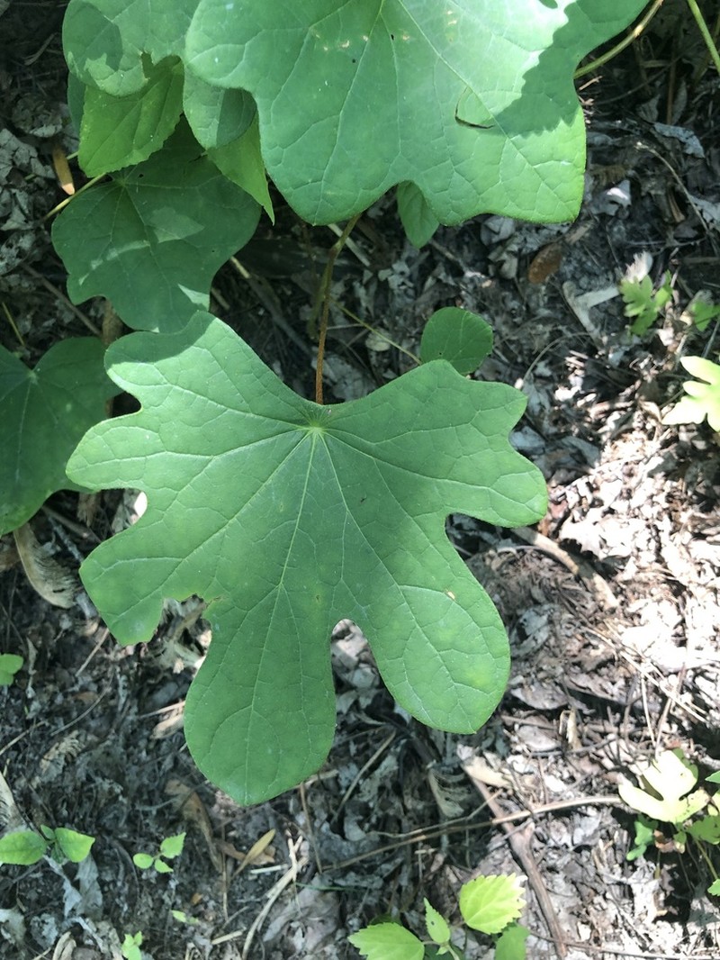 Common Moonseed photo 7