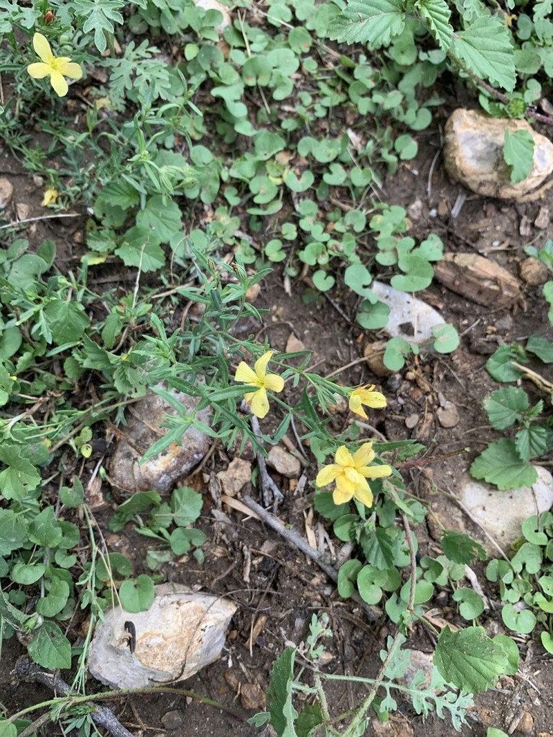 Low Menodora photo 8