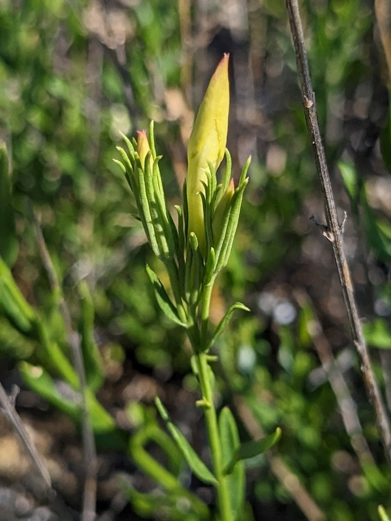 Showy Menodora photo 3