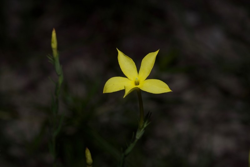 Showy Menodora photo 5