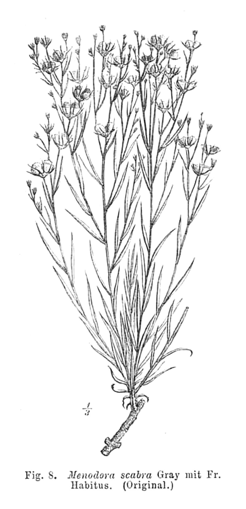 Rough Menodora