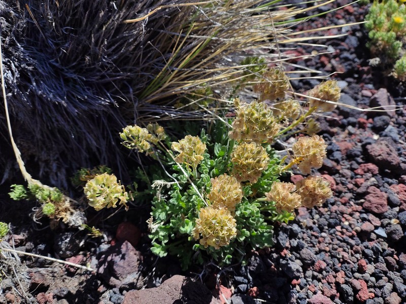 Menonvillea scapigera subsp. scapigera