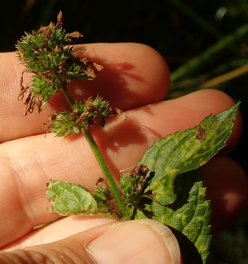 Peppermint photo 4