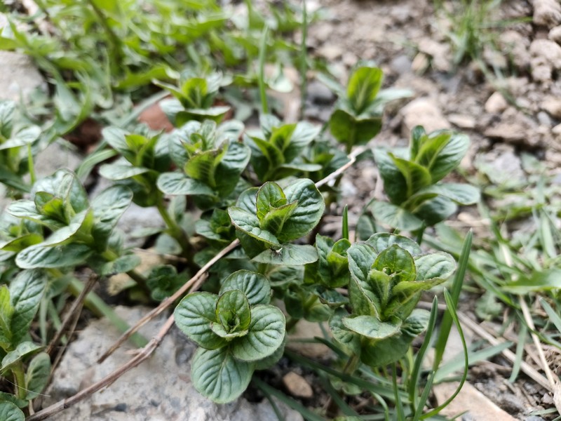Peppermint photo 5