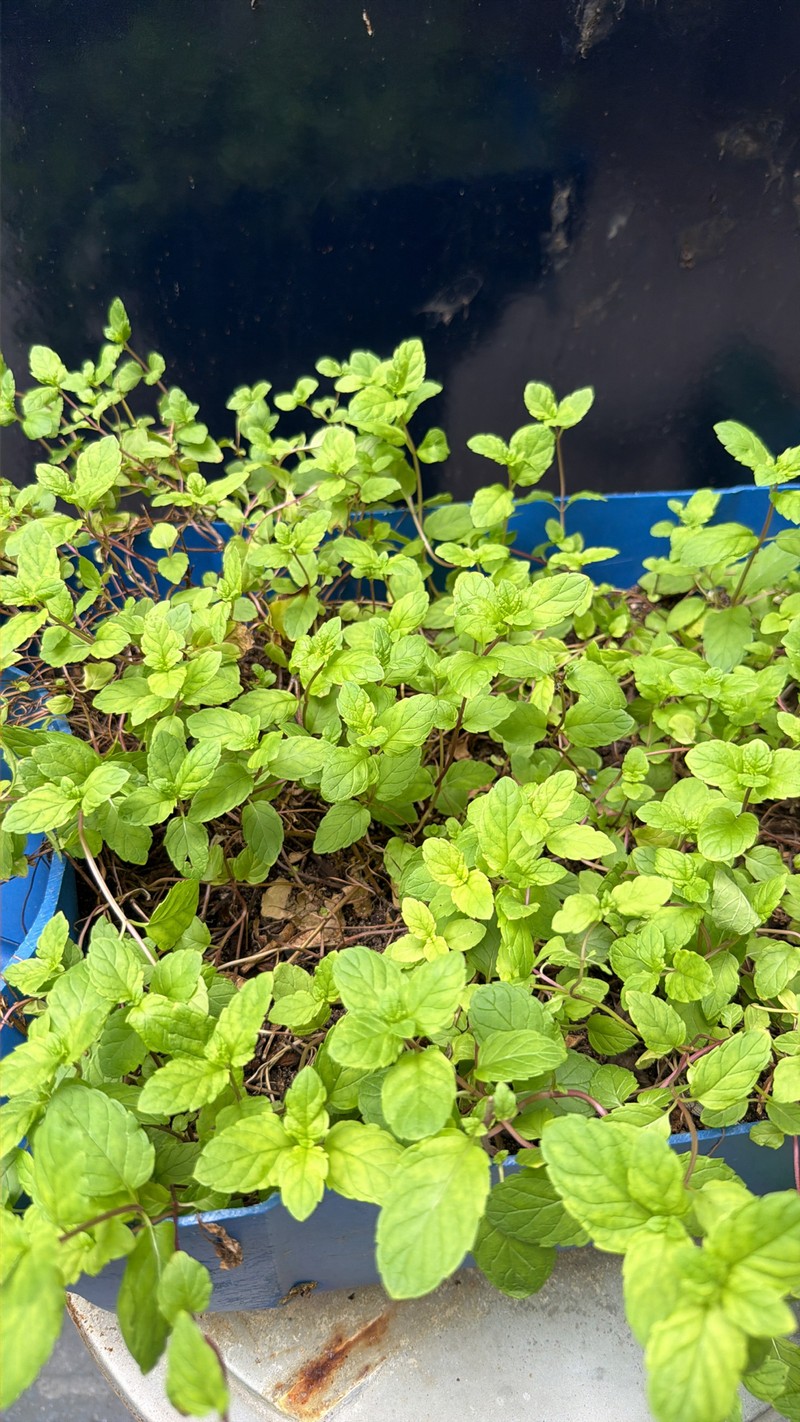 Peppermint photo 6