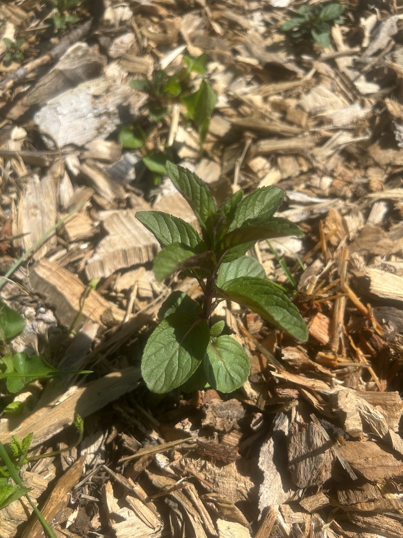 Peppermint photo 7