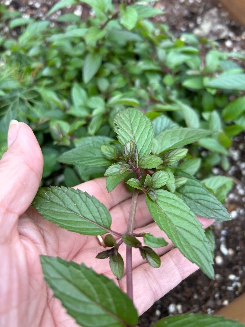 Peppermint photo 8