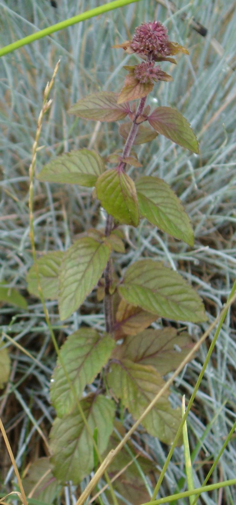 Water Mint photo 3