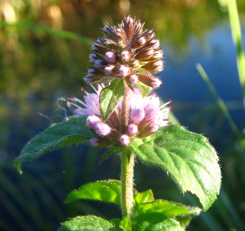 Water Mint photo 4