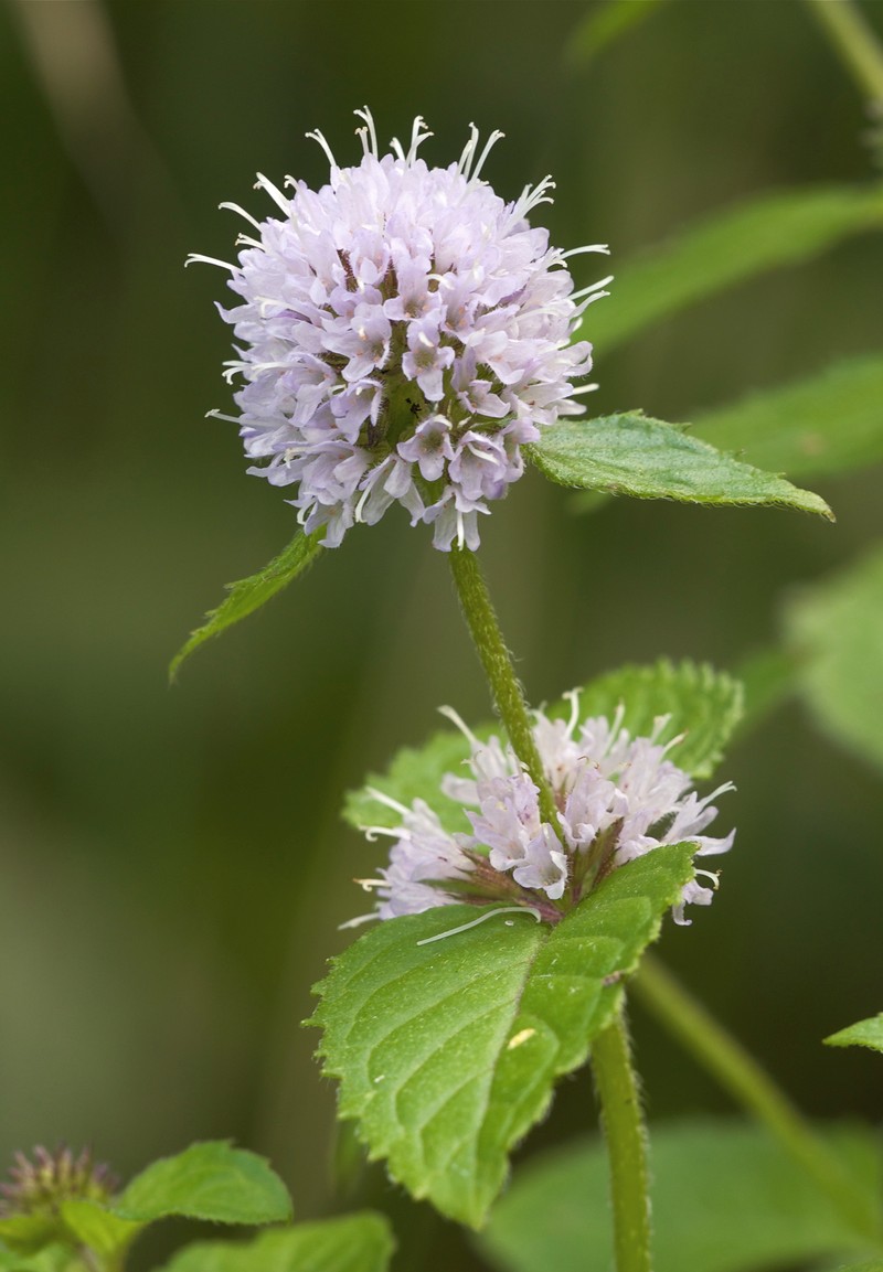 Water Mint photo 2