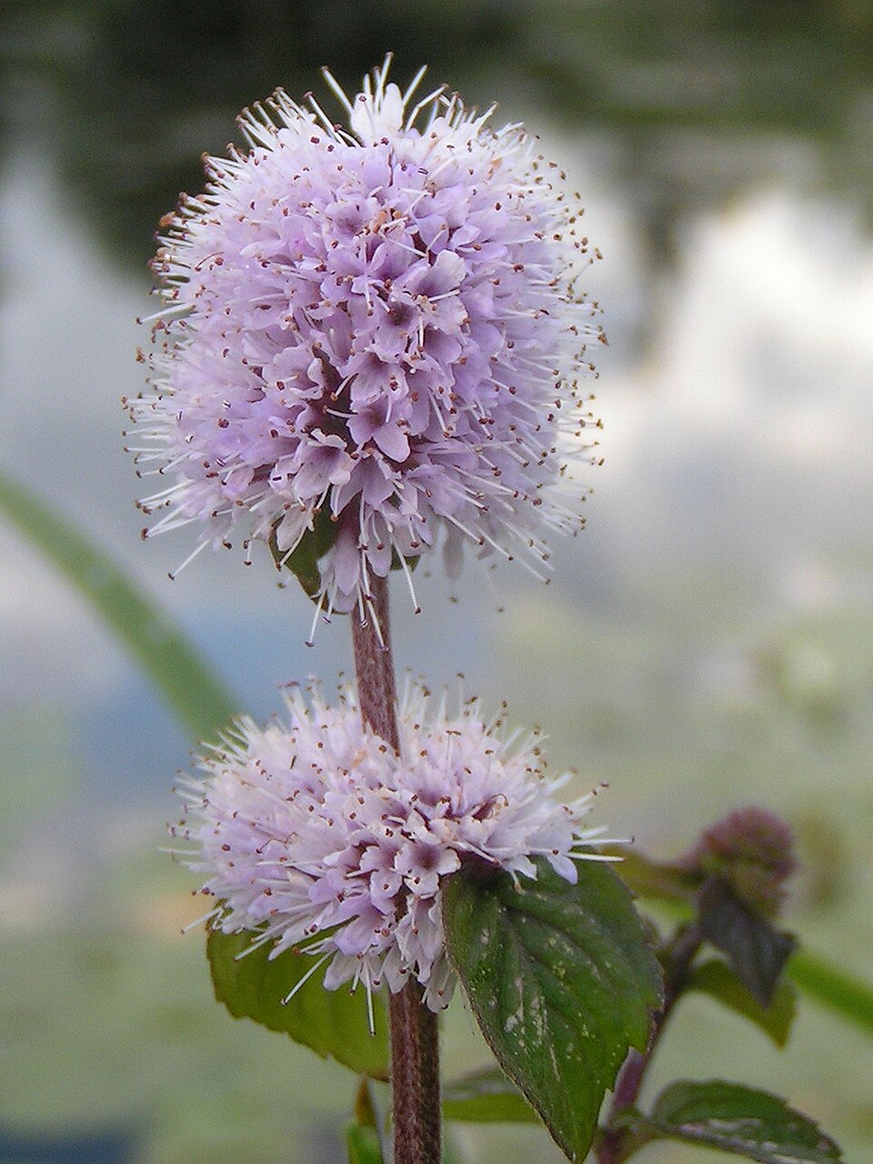 Water Mint photo 5