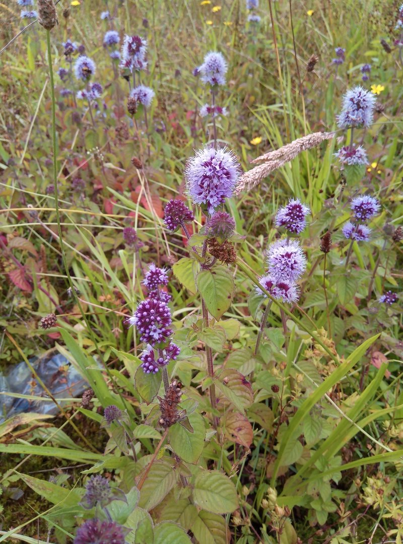 Water Mint photo 6
