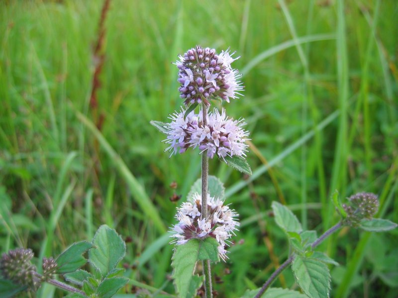 Water Mint photo 7