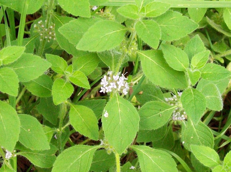 Wild Mint photo 2