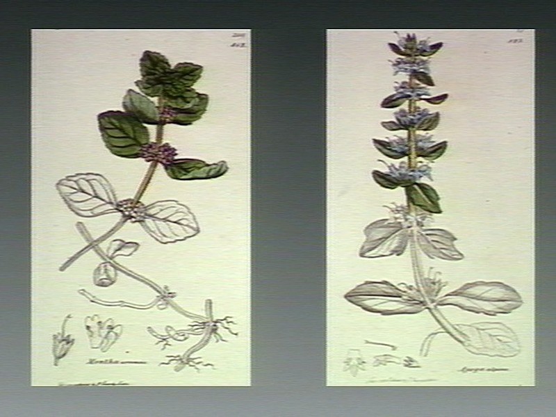 Wild Mint photo 3