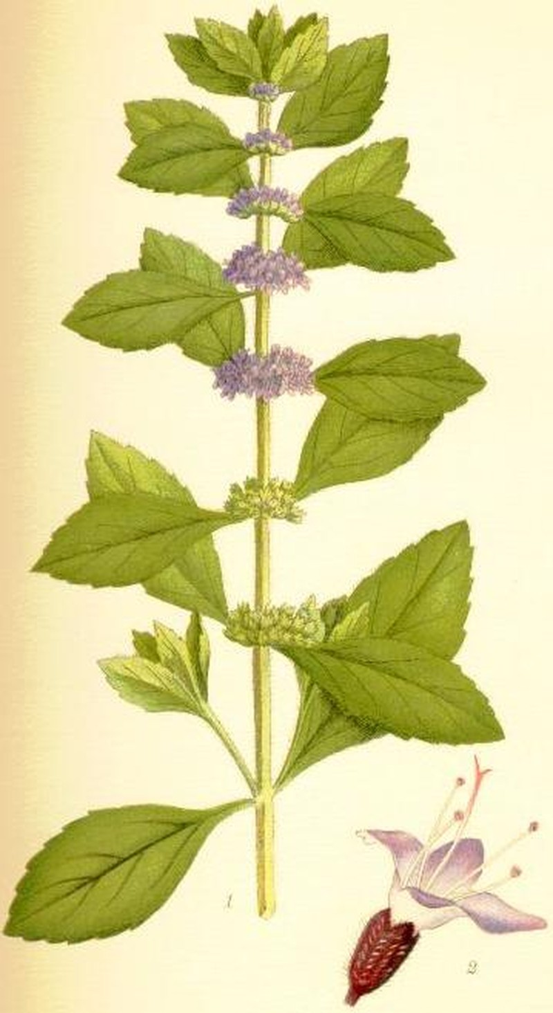 Wild Mint photo 4