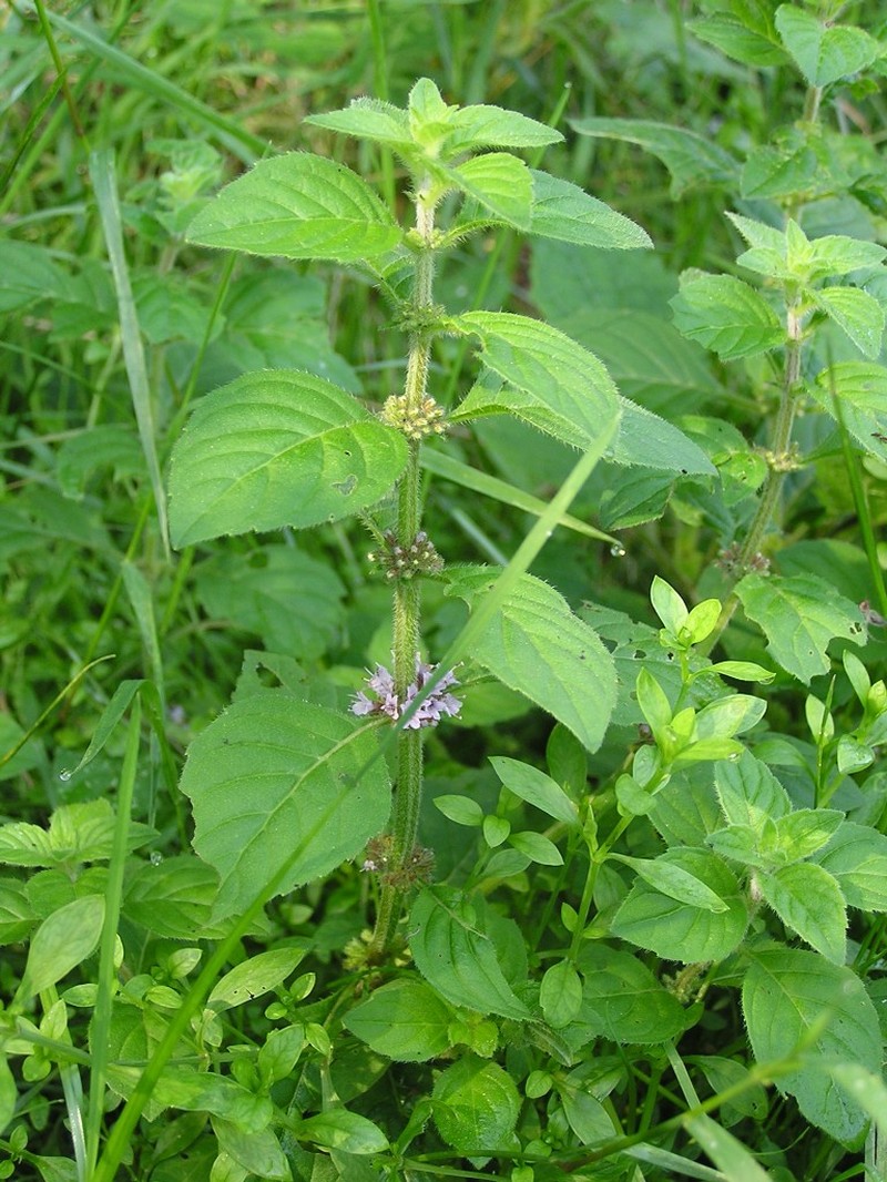 Wild Mint photo 5