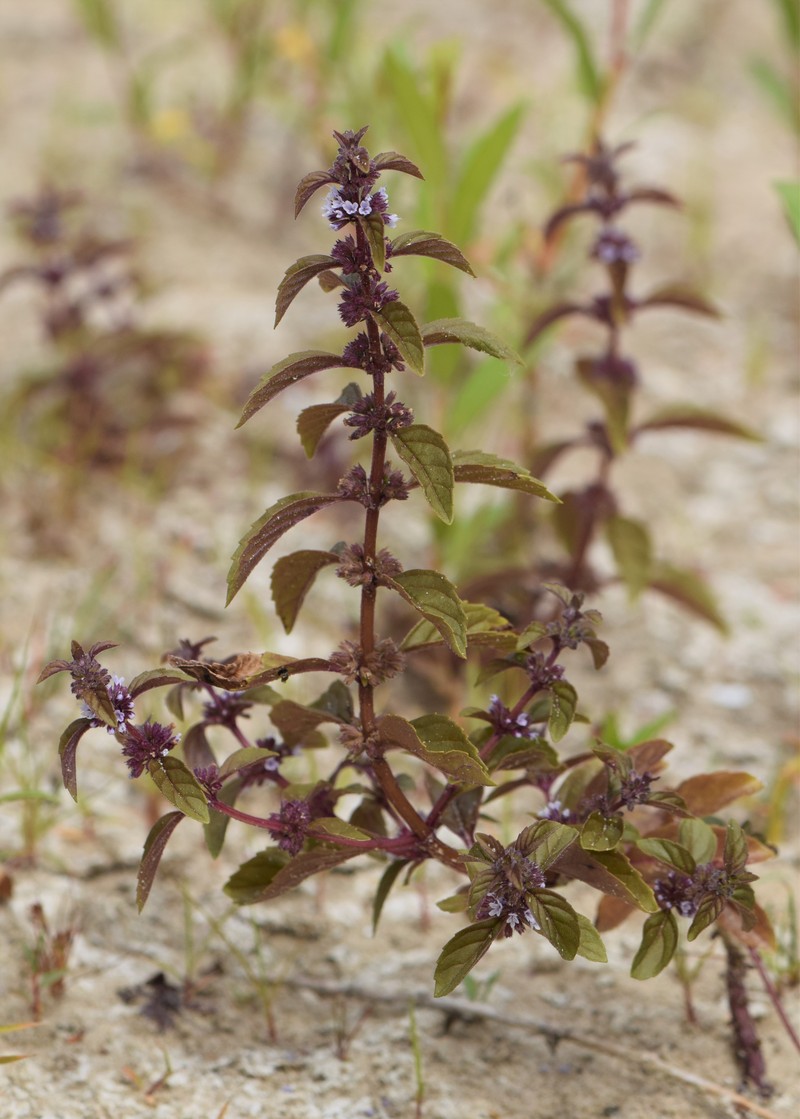 Wild Mint photo 6