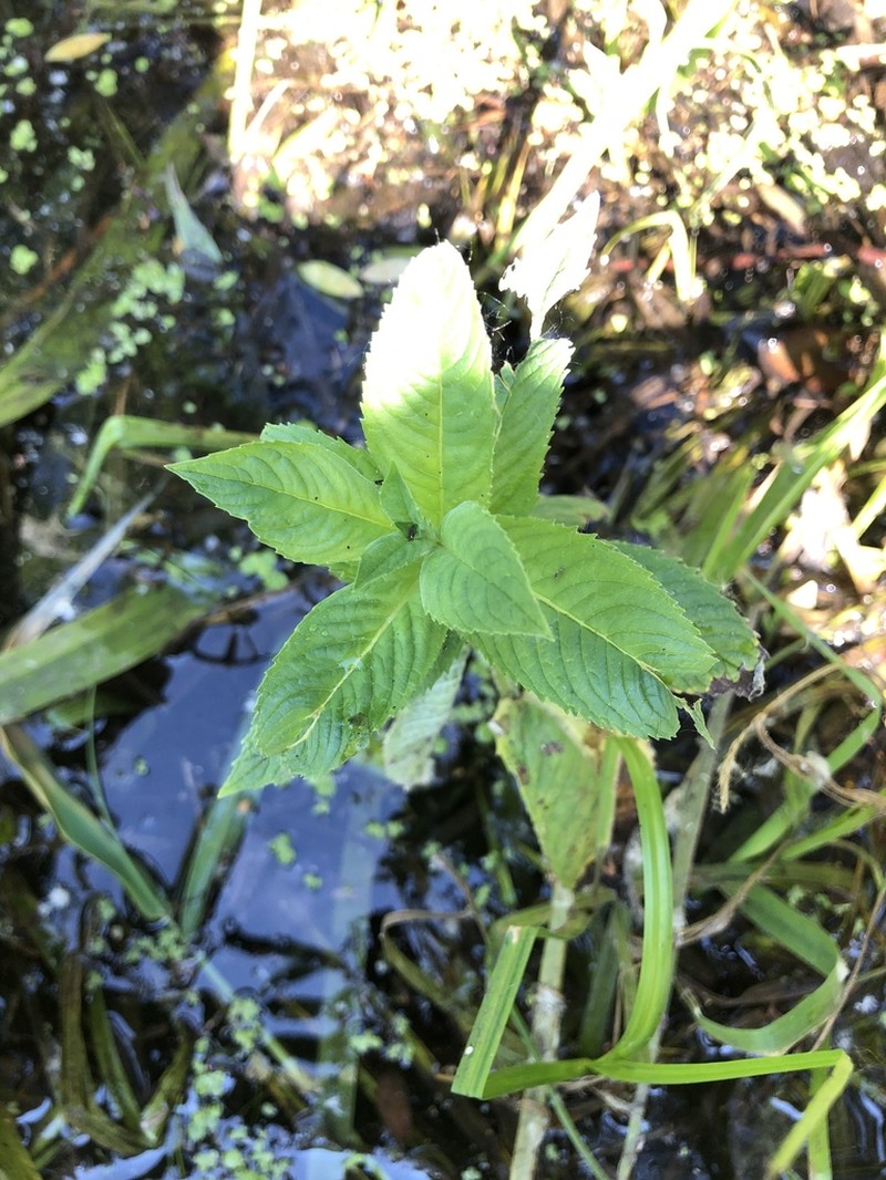Wild Mint photo 3